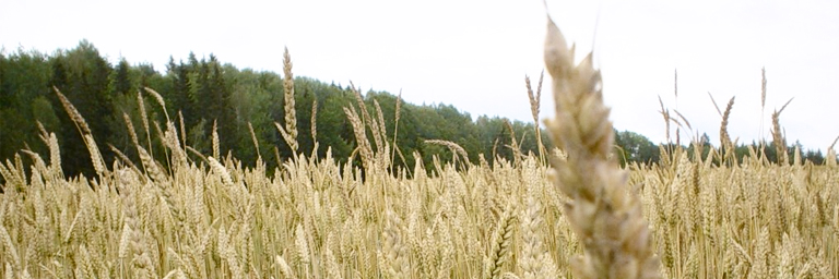Wheat Field